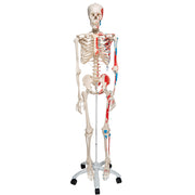 Replica Human Skeleton - Painted