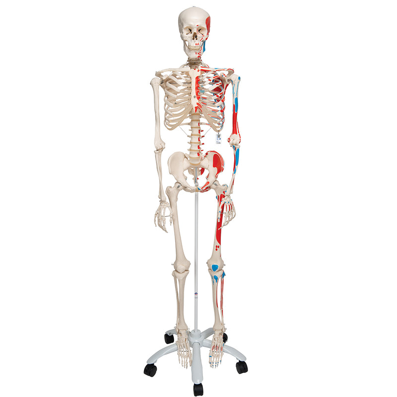 Replica Human Skeleton - Painted