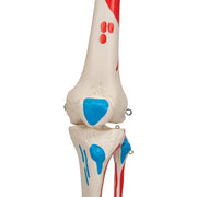 Replica Human Skeleton - Painted