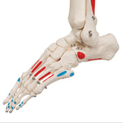 Replica Human Skeleton - Painted