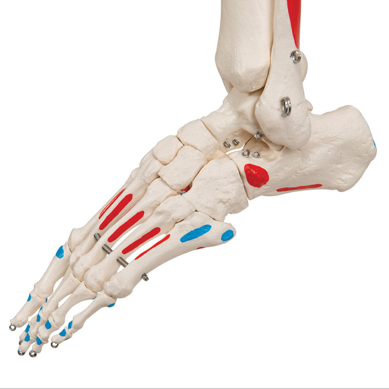 Replica Human Skeleton - Painted