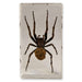 Real Spider in Acrylic Paperweight