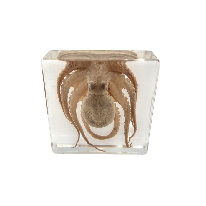 Real Octopus in Acrylic Rectangle