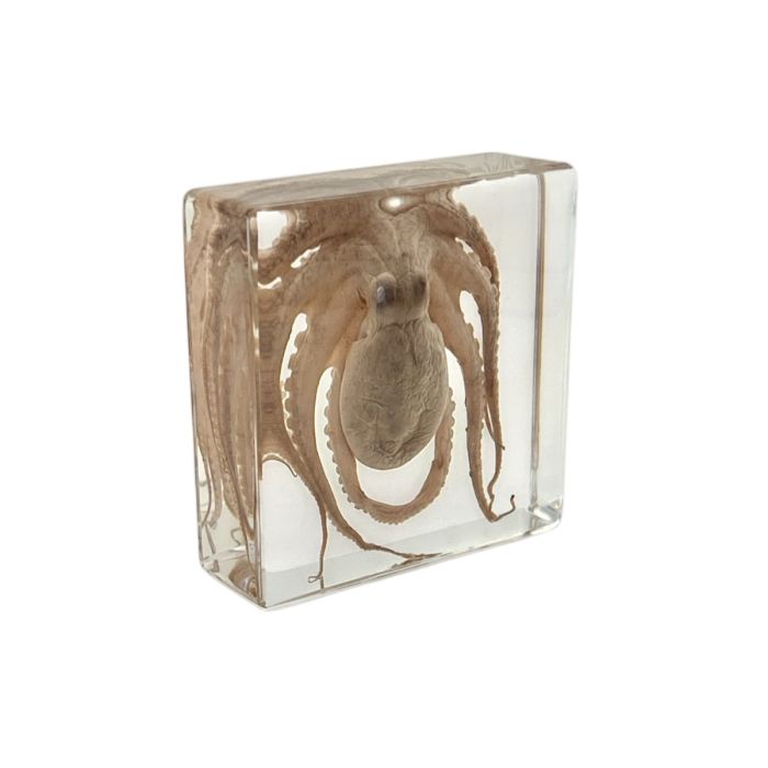 Real Octopus in Acrylic Rectangle