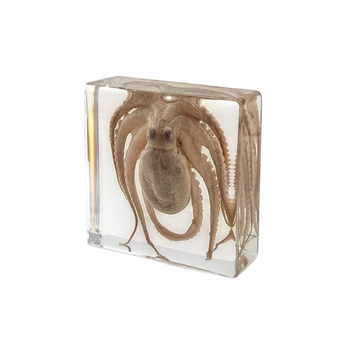 Real Octopus in Acrylic Rectangle