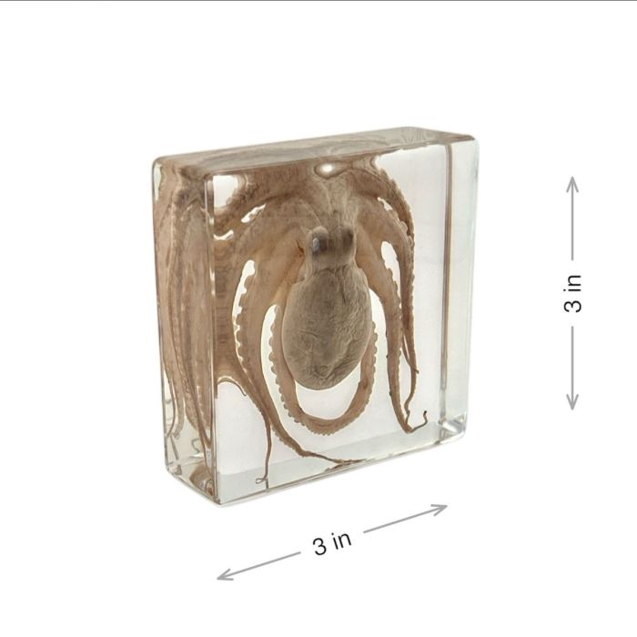 Real Octopus in Acrylic Rectangle