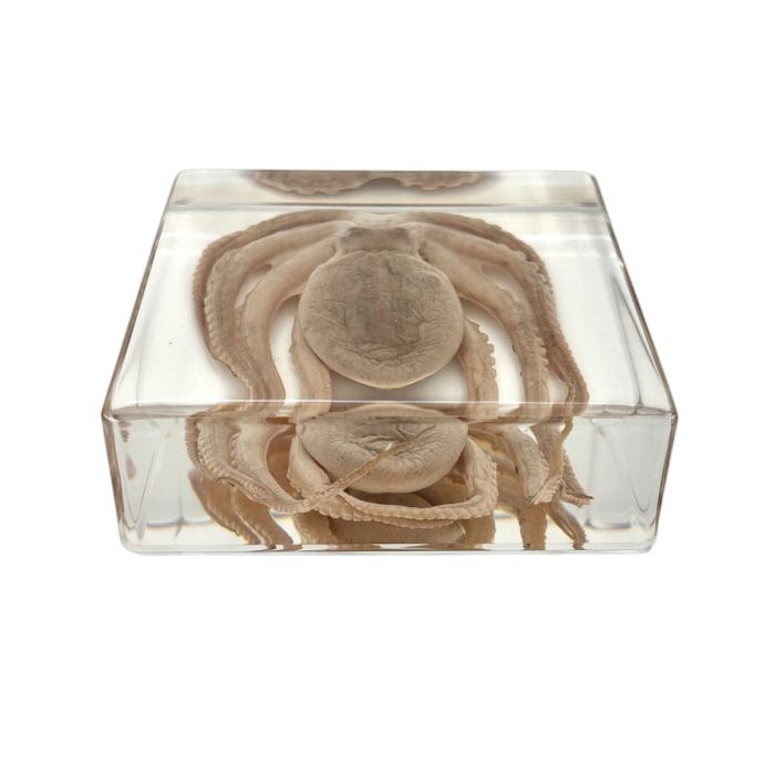 Real Octopus in Acrylic Rectangle