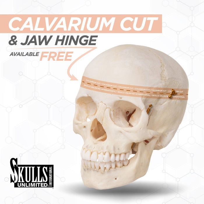 Real Human Child Skull
