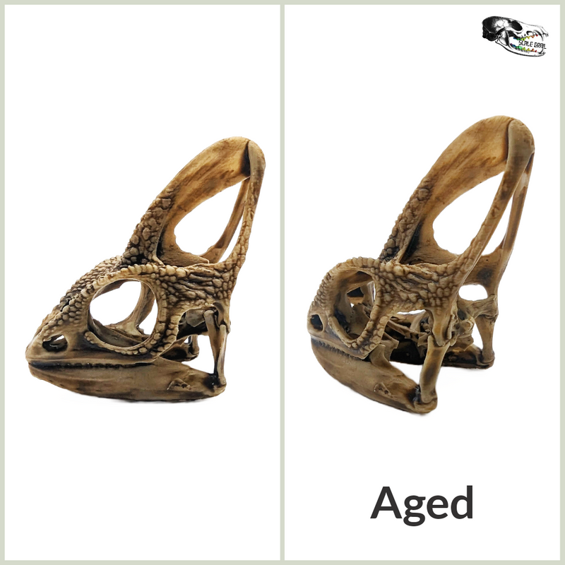 Chameleon Skull Replica - 1:1 Scale