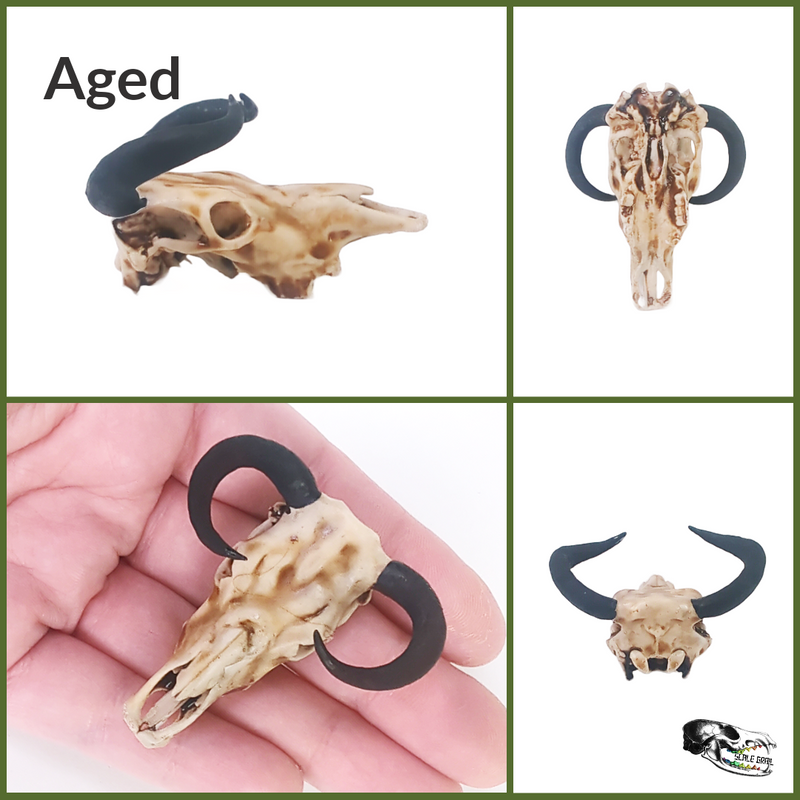 Aurochs Skull Replica - 1:24 Scale