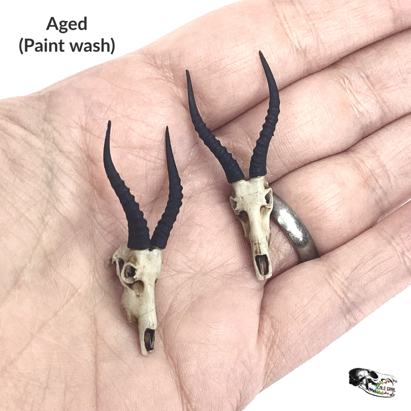 Blesbuck Skull Replica - 1:12 Scale (Set of 2)