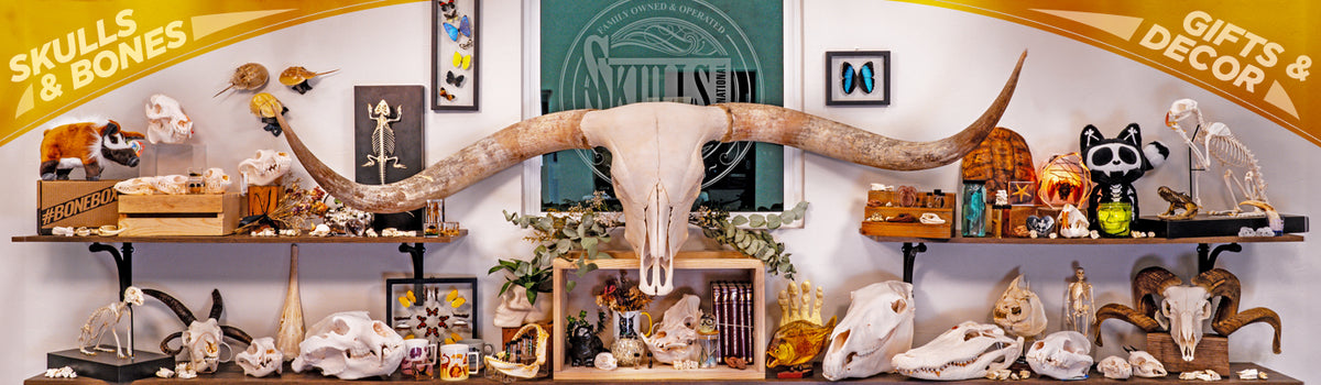 Shelving displaying a variety of skulls, skeletons, and nature based products with a longhorn skull as the centerpiece