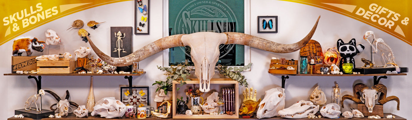 Shelving displaying a variety of skulls, skeletons, and nature based products with a longhorn skull as the centerpiece