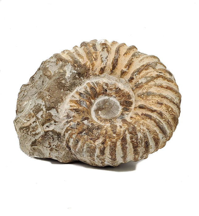 Fossil Ammonite - Large