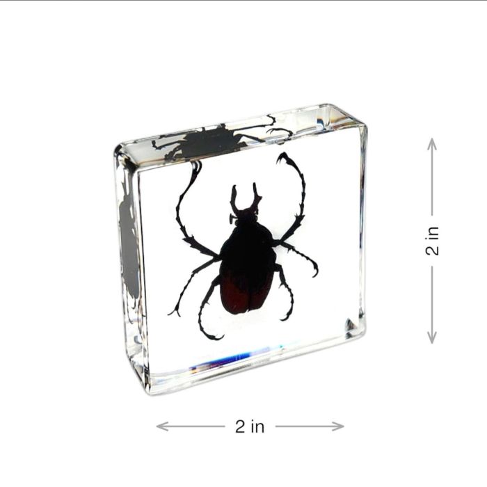 Real Insect in Acrylic Square