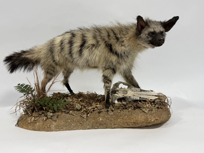  Real Taxidermy Aardwolf (Proteles cristatus)