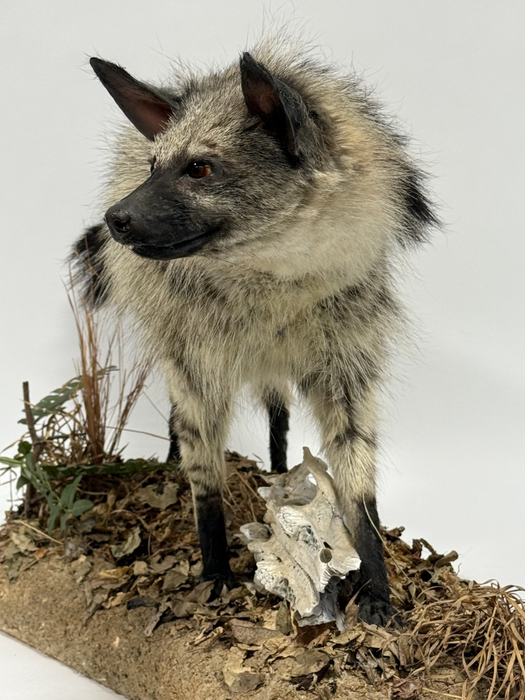  Real Taxidermy Aardwolf (Proteles cristatus)