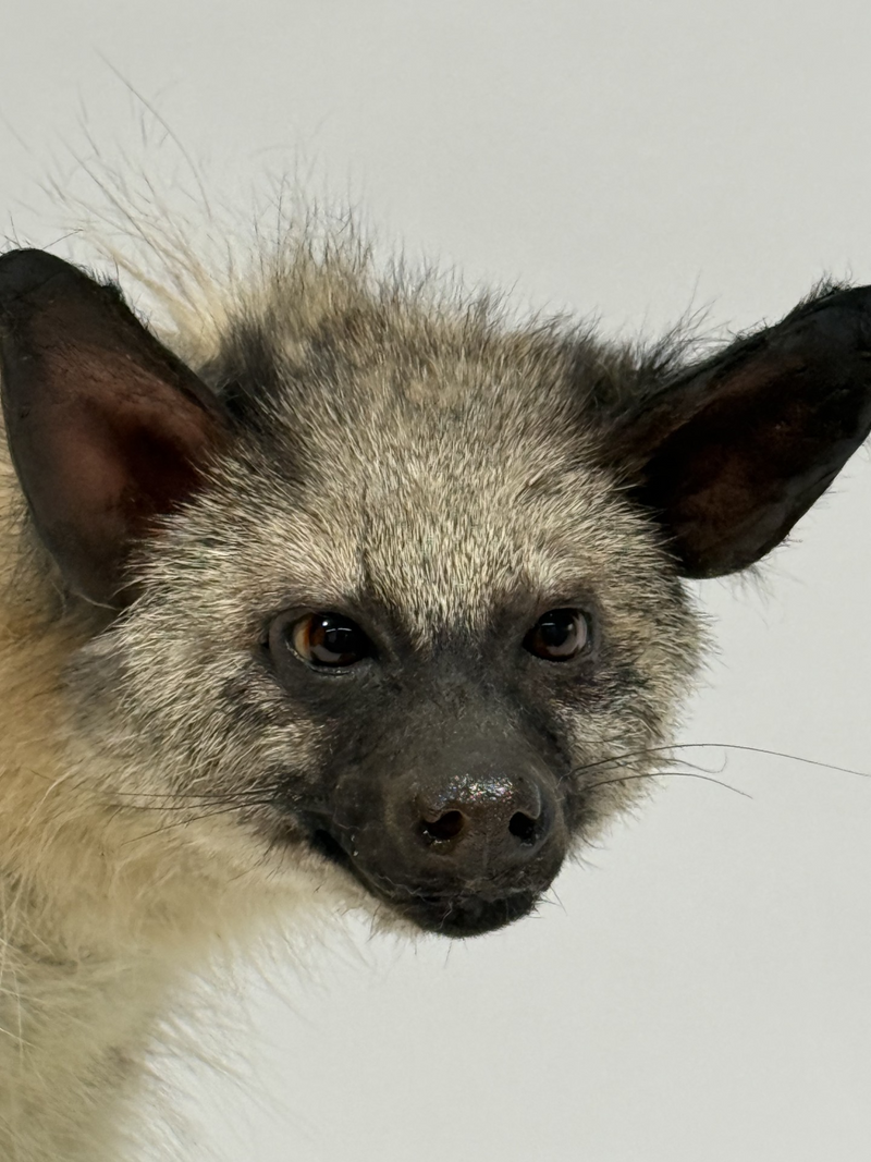  Real Taxidermy Aardwolf (Proteles cristatus)