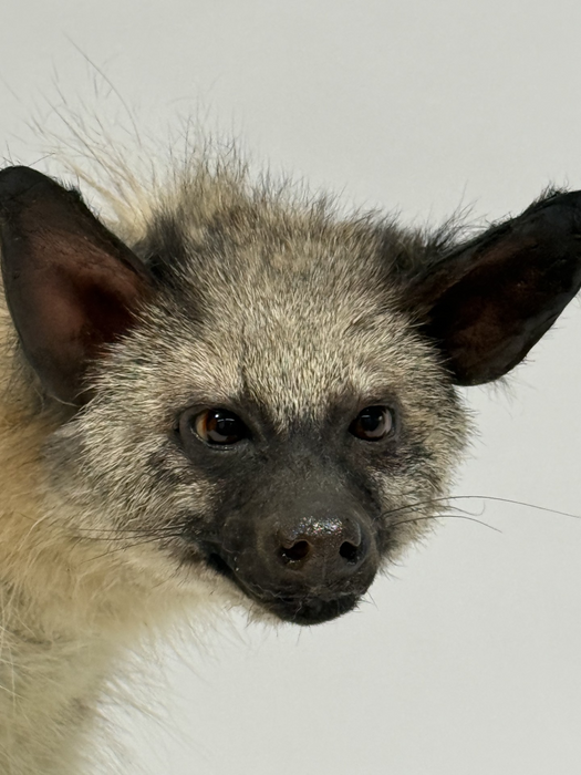 Real Taxidermy Aardwolf (Proteles cristatus)