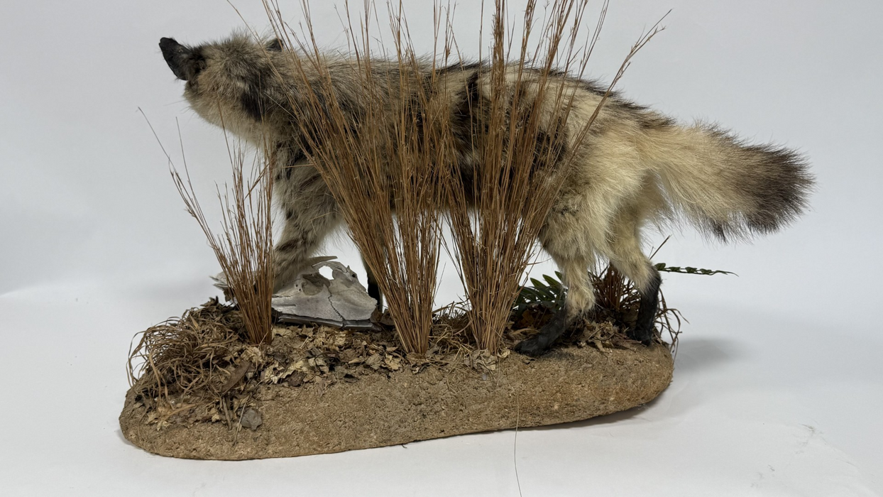  Real Taxidermy Aardwolf (Proteles cristatus)