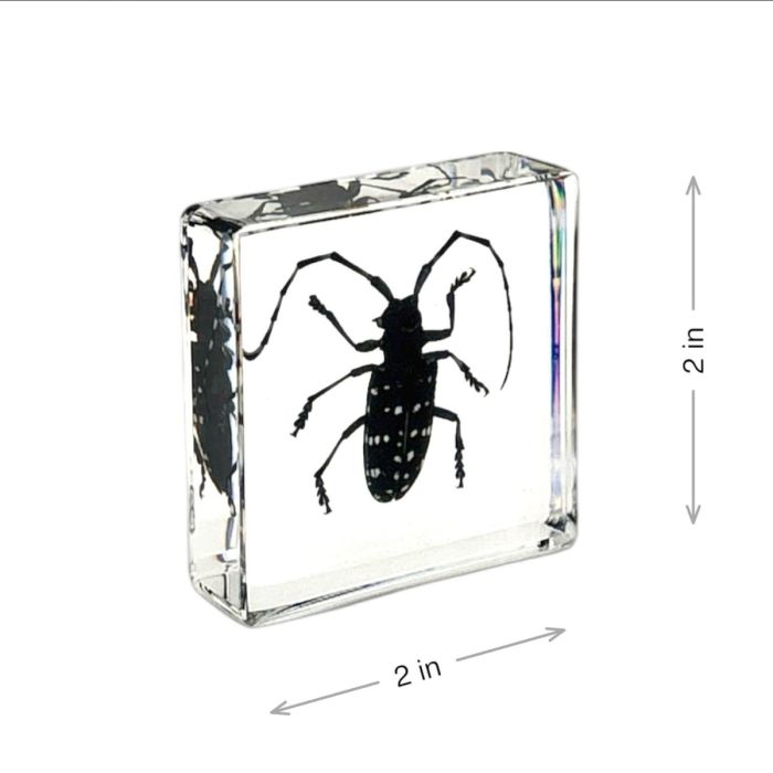 Real Insect in Acrylic Square