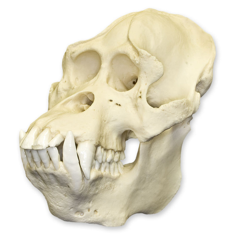 Replica Sumatran Orangutan Skull - Male