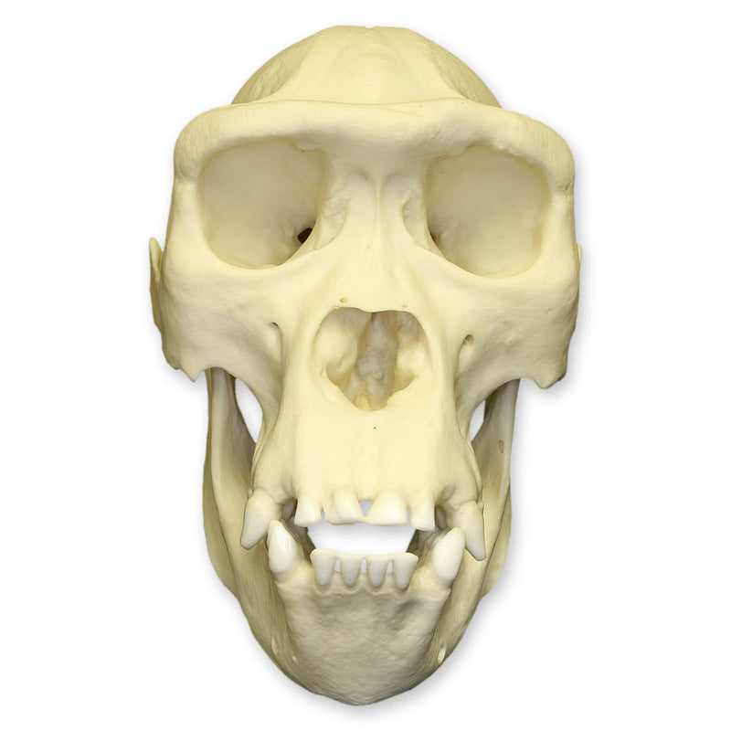 Replica Lowland Gorilla Skull - Female