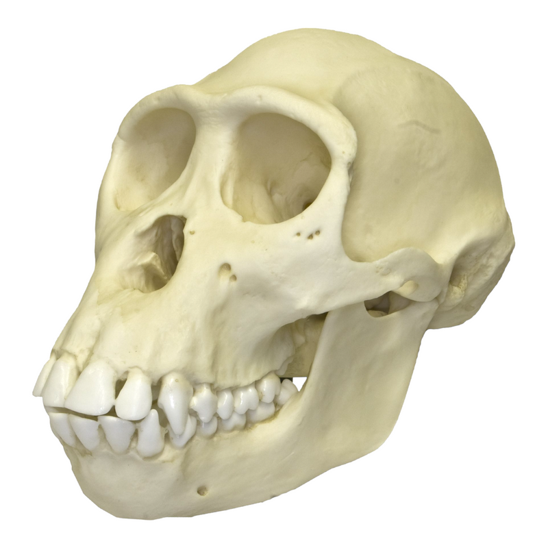 Replica Bonobo Skull - Female
