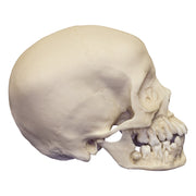 Replica 12-year-old Human Child with Dentition Exposed