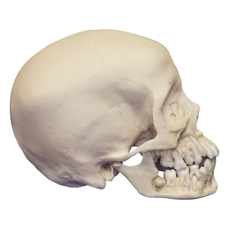 Replica 12-year-old Human Child with Dentition Exposed