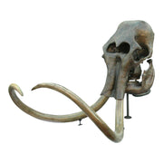 Replica Woolly Mammoth Skull with Tusks