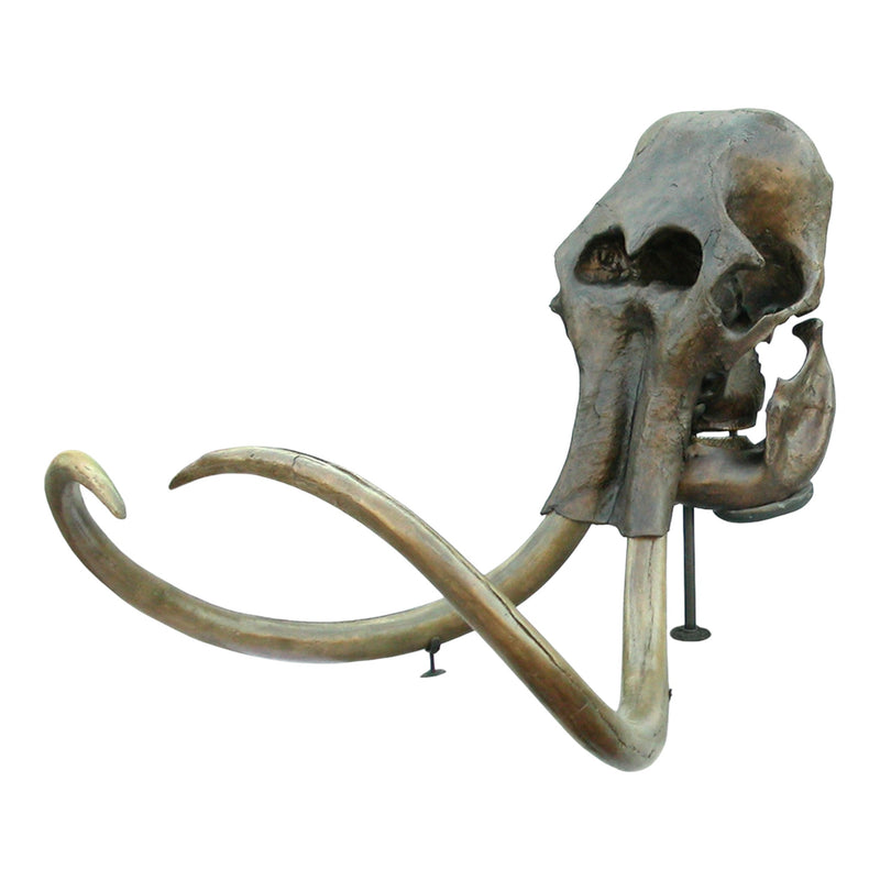 Replica Woolly Mammoth Skull with Tusks