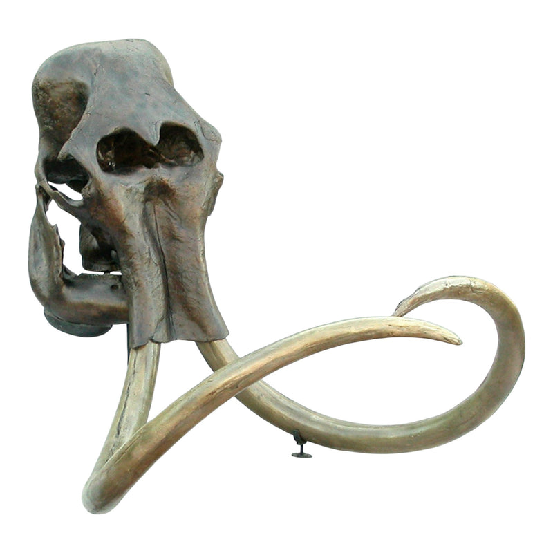 Replica Woolly Mammoth Skull with Tusks