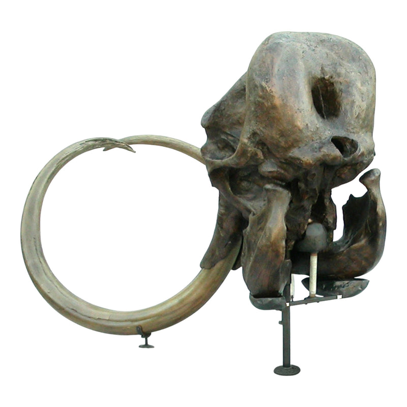 Replica Woolly Mammoth Skull with Tusks