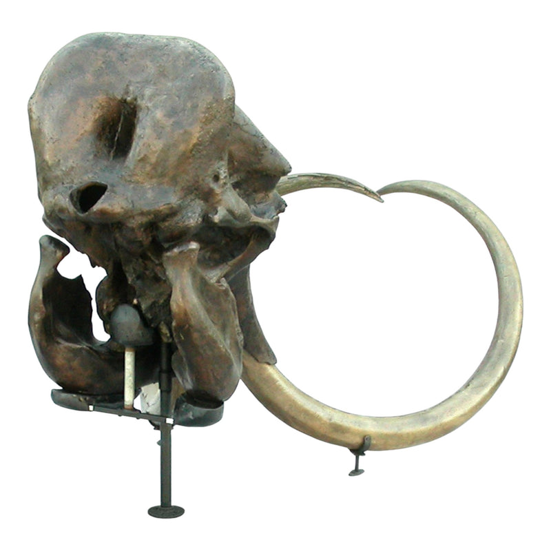 Replica Woolly Mammoth Skull with Tusks
