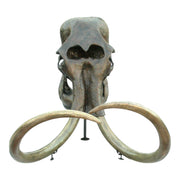 Replica Woolly Mammoth Skull with Tusks