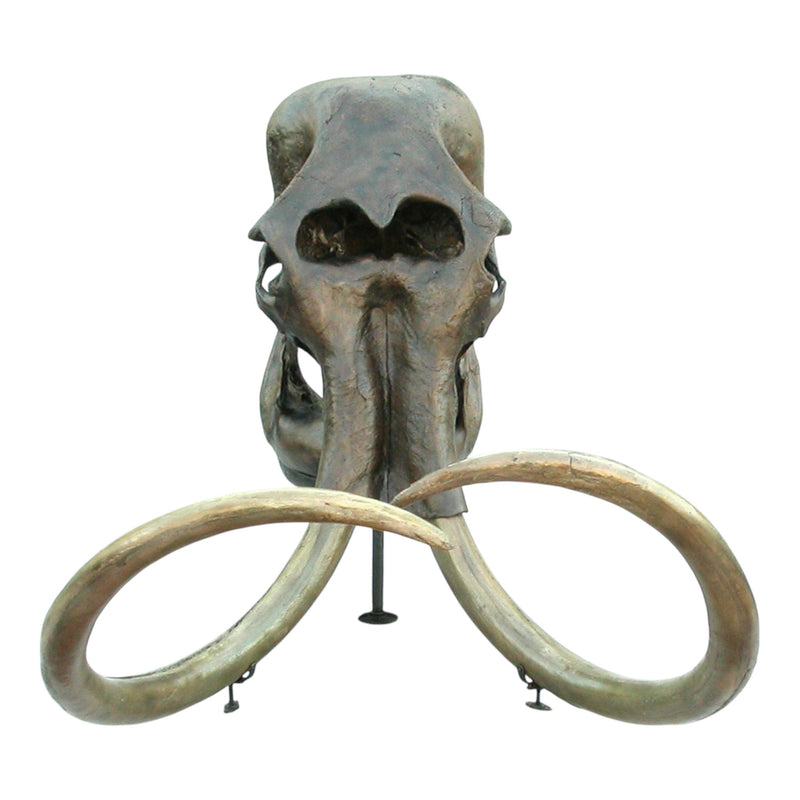 Replica Woolly Mammoth Skull with Tusks