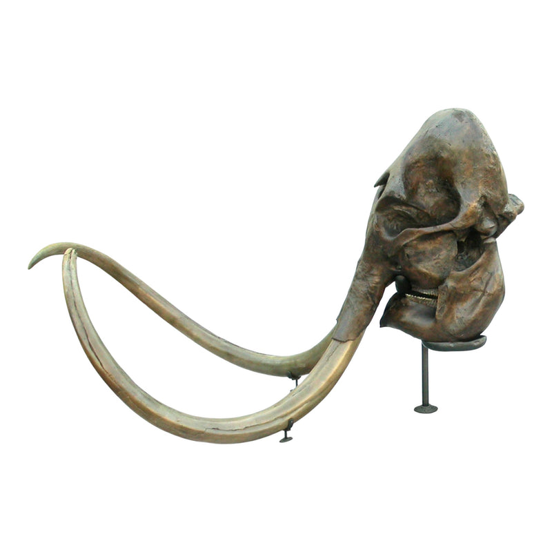 Replica Woolly Mammoth Skull with Tusks