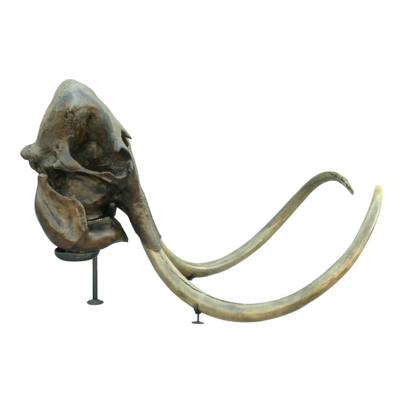 Replica Woolly Mammoth Skull with Tusks