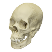 Replica Human Skull - Asian Female