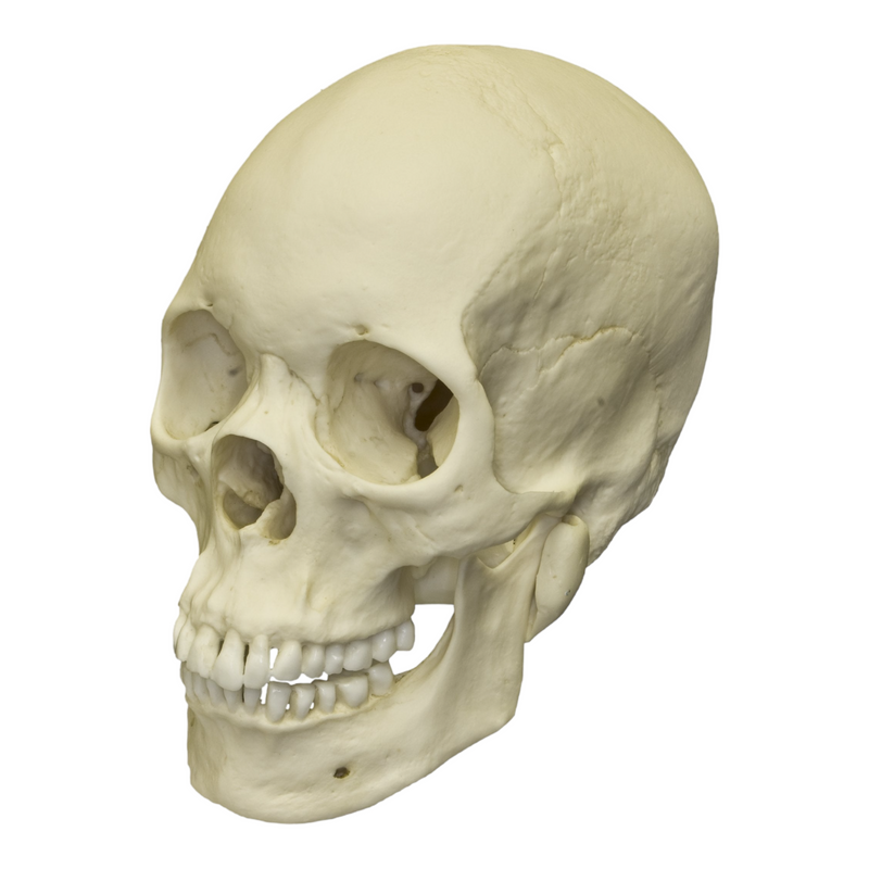 Replica Human Skull - Asian Female