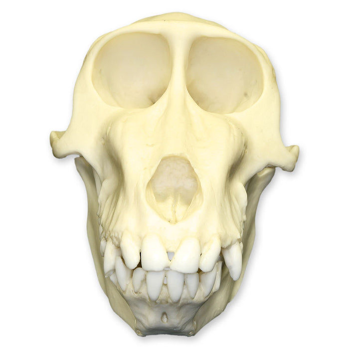 Replica Mandrill Baboon Skull - Female