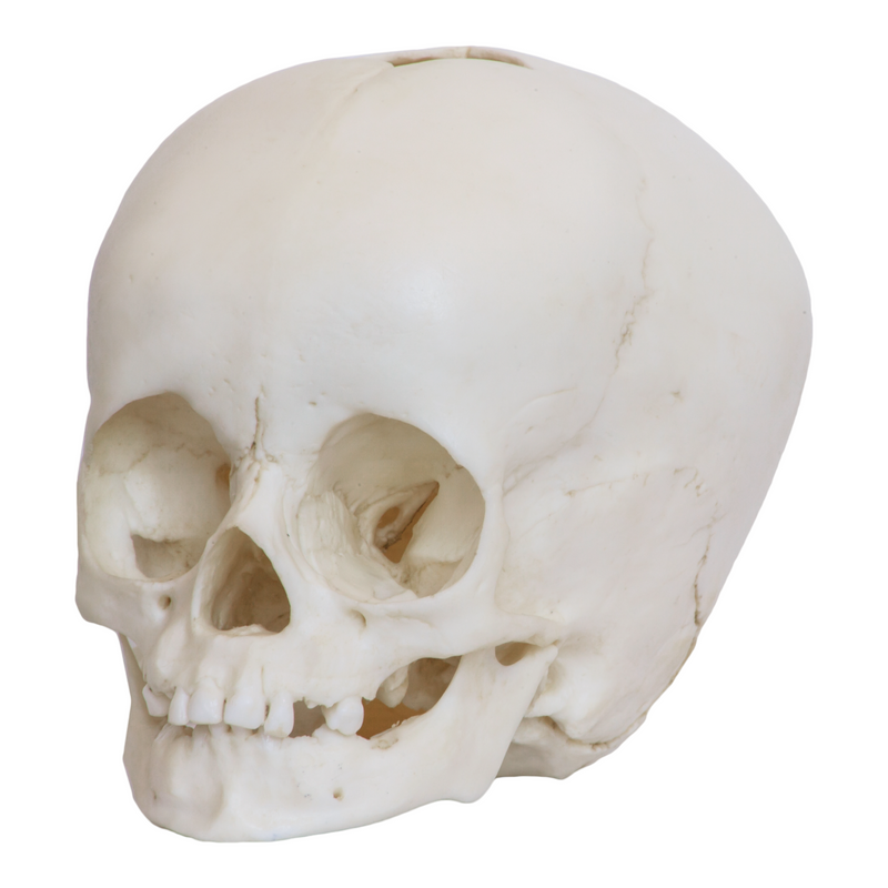 Replica 1-year-old Human Child Skull