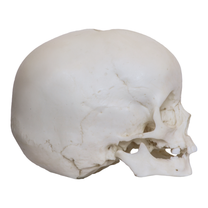 Replica 1-year-old Human Child Skull