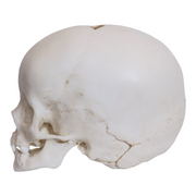 Replica 1-year-old Human Child Skull
