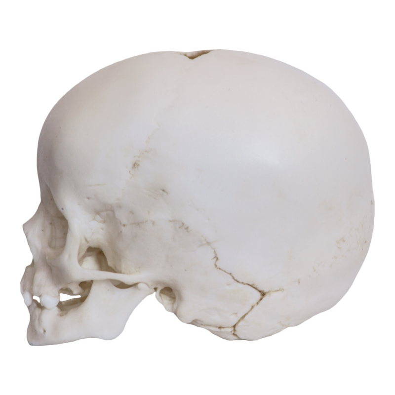 Replica 1-year-old Human Child Skull