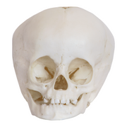Replica 1-year-old Human Child Skull