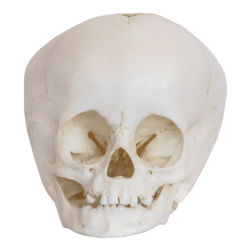 Replica 1-year-old Human Child Skull
