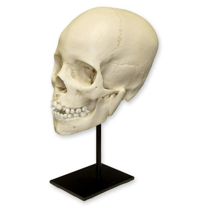Replica 8-year-old Human Child Skull