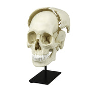 Replica Human Medical Study Skull - Articulated